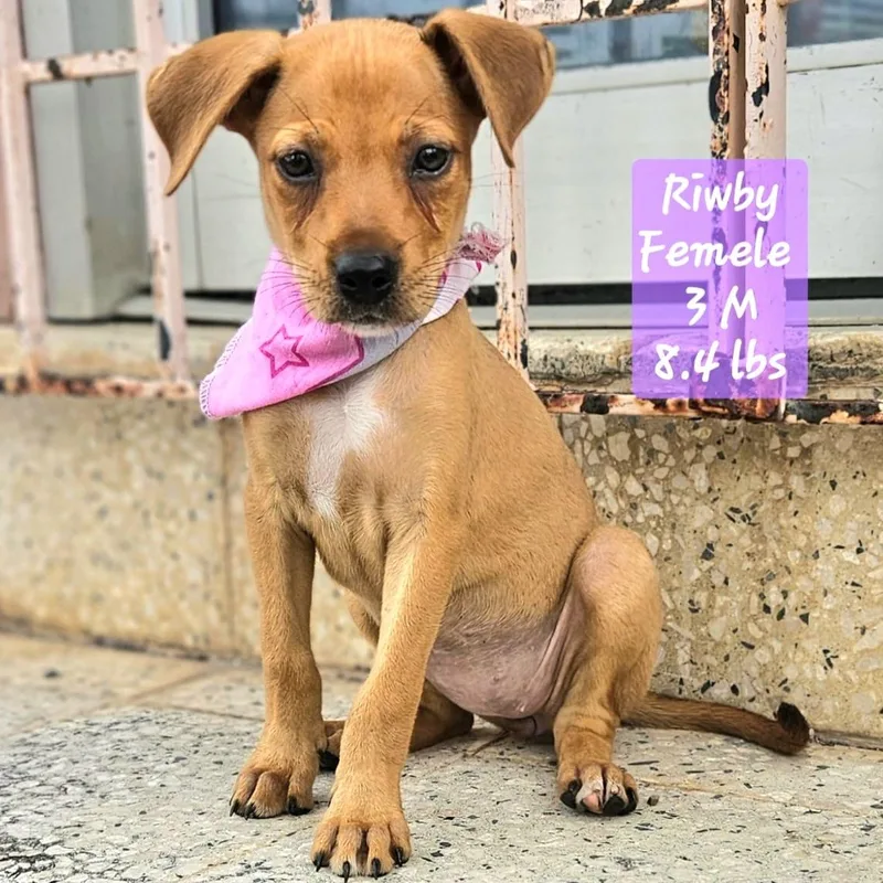 Riwby "i Am Waiting thumbnail 3