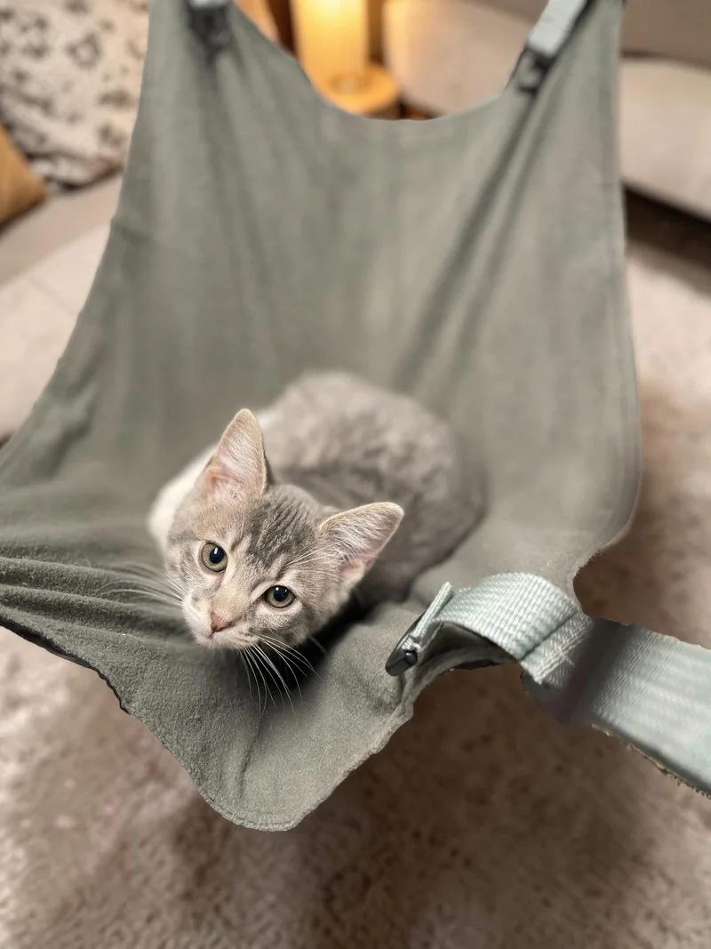 A baby medium-sized female Domestic Short Hair cat named Scribble for adoption in Champaign, IL