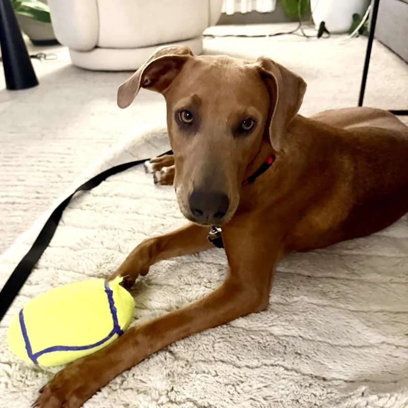 A young medium-sized female Hound dog named Elektra for adoption in Palm Springs, CA
