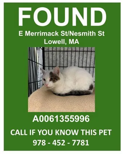 An adult medium-sized male Domestic Short Hair cat named Bradfield for adoption in Lowell, MA