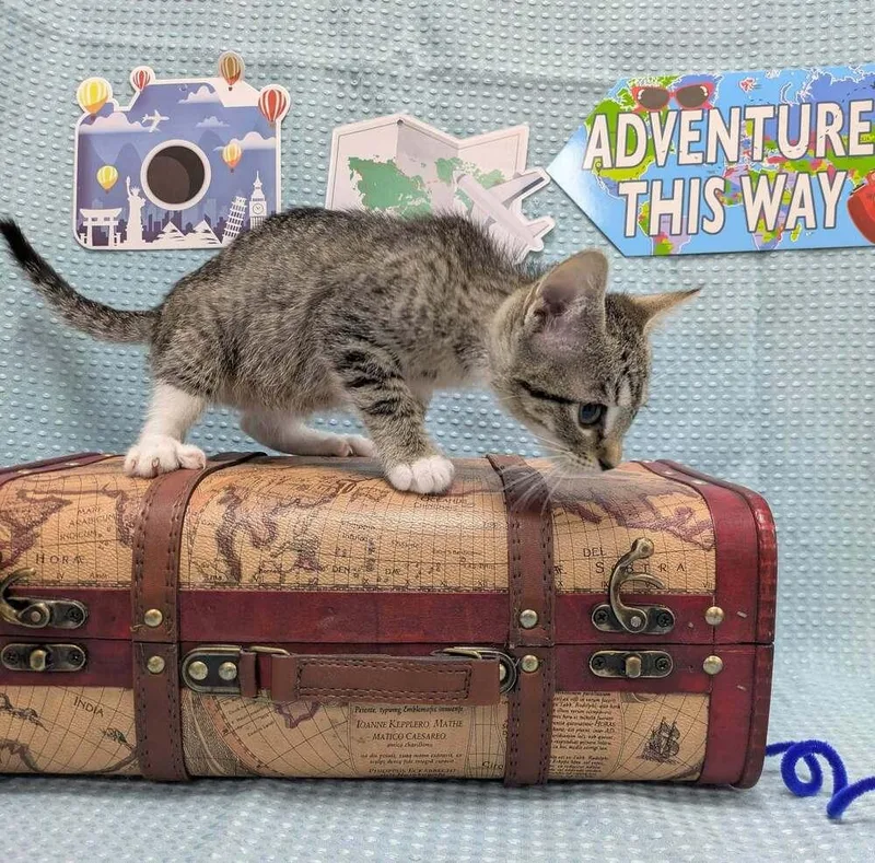 A baby small-sized female Domestic Short Hair cat named Miss McDouble for adoption in Raleigh, NC