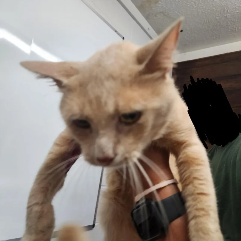 An adult medium-sized male Buff / Tan / Fawn Domestic Short Hair cat named Tommy for adoption in Evensville, TN