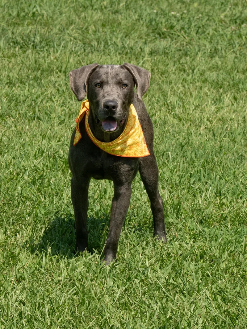 An adult medium-sized male Gray / Blue / Silver Mixed Breed dog named Torpedo for adoption in Myrtle Beach, SC