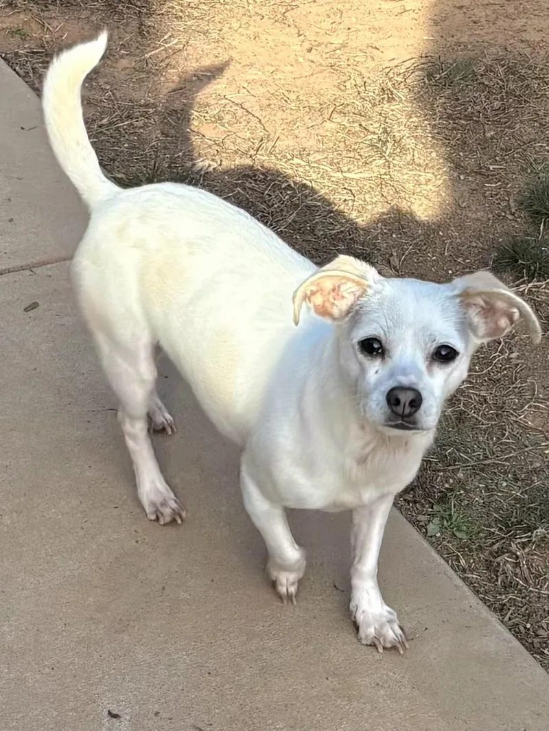 An adult small-sized female Chihuahua dog named Allie for adoption in Pelzer, SC