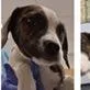 A baby small-sized male White / Cream Hound dog named Houndini for adoption in Clearwater, FL
