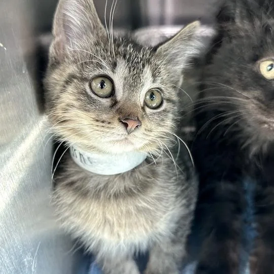 A baby small-sized female Brown / Chocolate Domestic Medium Hair cat named Rachel for adoption in Matteson, IL