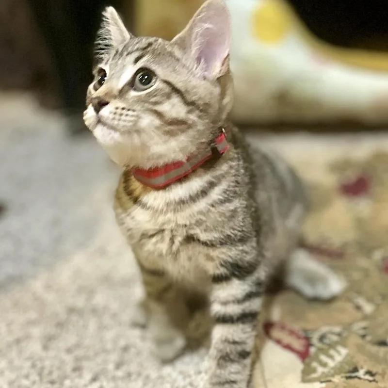 Marvin