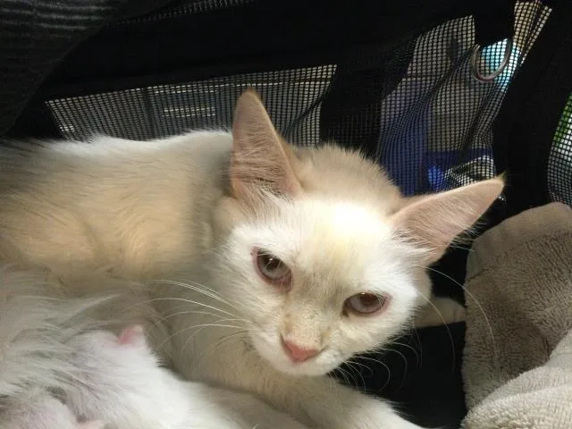 A young small-sized female Domestic Short Hair cat named Moon for adoption in Thousand Palms, CA