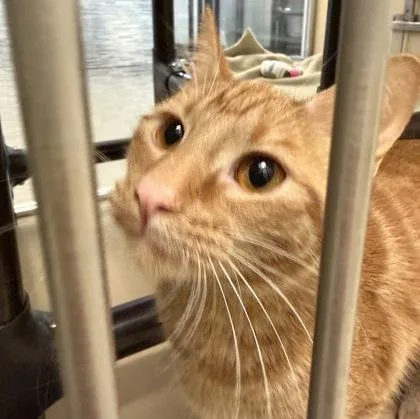 An adult medium-sized female Orange / Red Domestic Short Hair cat named Cherry Bomb for adoption in Dubuque, IA