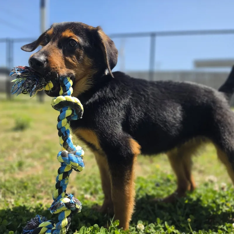 A baby medium-sized male Black German Shepherd Dog dog named Rumble for adoption in Lowell, AR