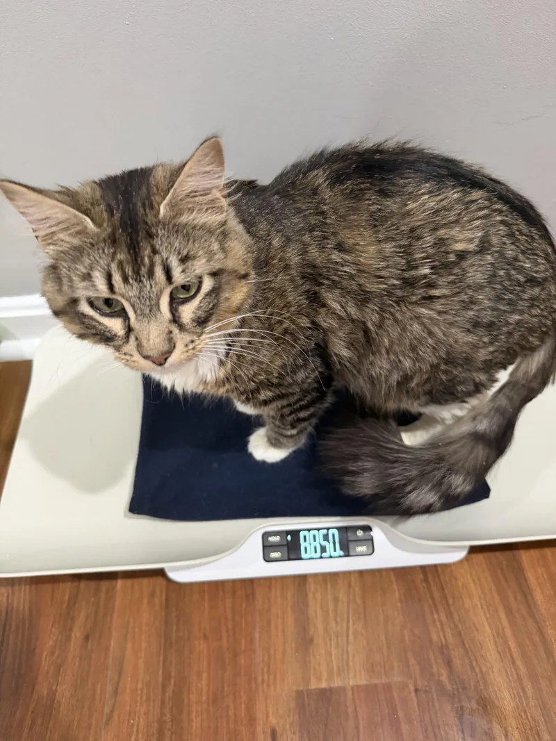 A young medium-sized female Domestic Medium Hair cat named Natasha for adoption in Herndon, VA