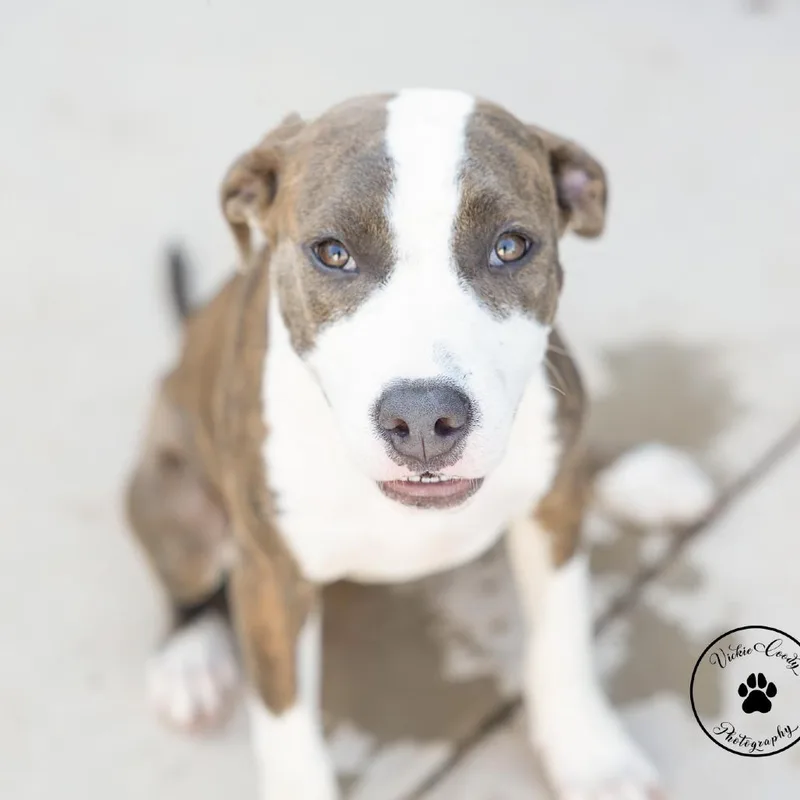 A young medium-sized female Pit Bull Terrier dog named Blueberry for adoption in Abilene, TX