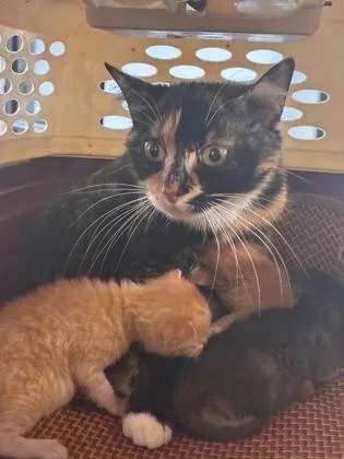 An adult medium-sized female Domestic Short Hair cat named Kali for adoption in West Chester, PA