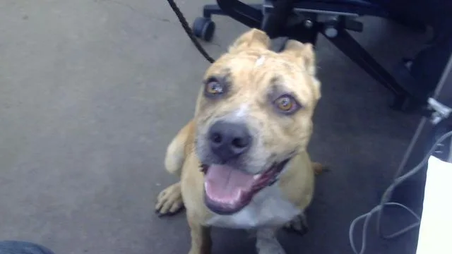 A young medium-sized male Mixed Breed dog named Chase for adoption in Dallas, TX