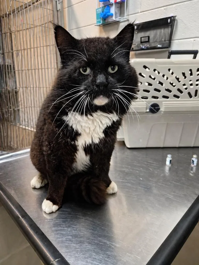 A young large-sized male Domestic Medium Hair cat named Mr. Boombastic for adoption in Rome, GA