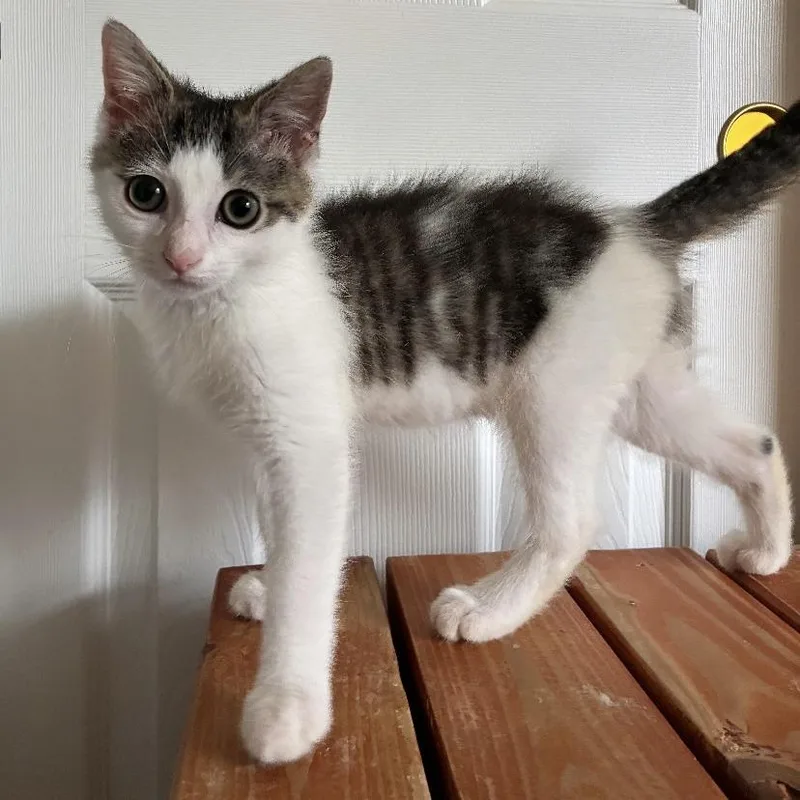 A baby small-sized male White Domestic Short Hair cat named Jinx for adoption in Cincinnati, OH