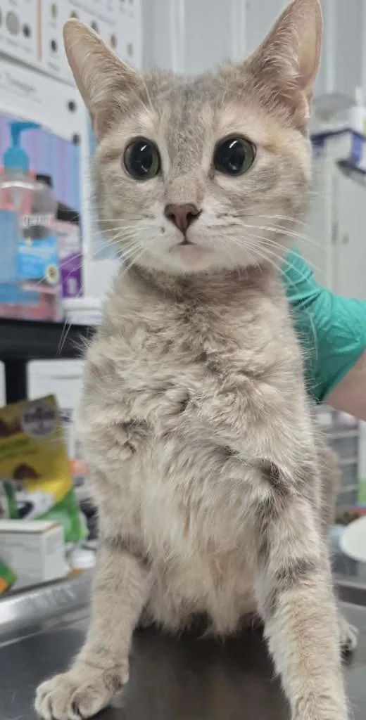 A young small-sized female Domestic Short Hair cat named Grace for adoption in Hillsdale, IN