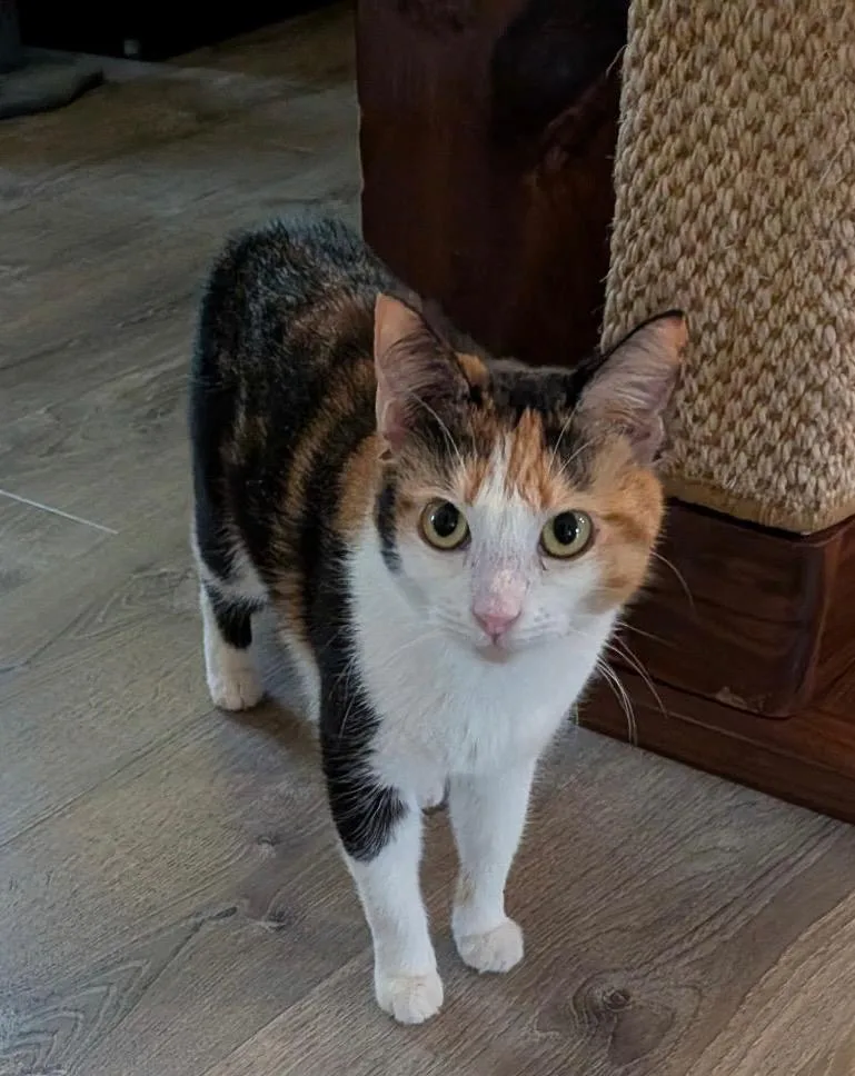 A young small-sized female Domestic Short Hair cat named Thelma for adoption in Gorham, ME