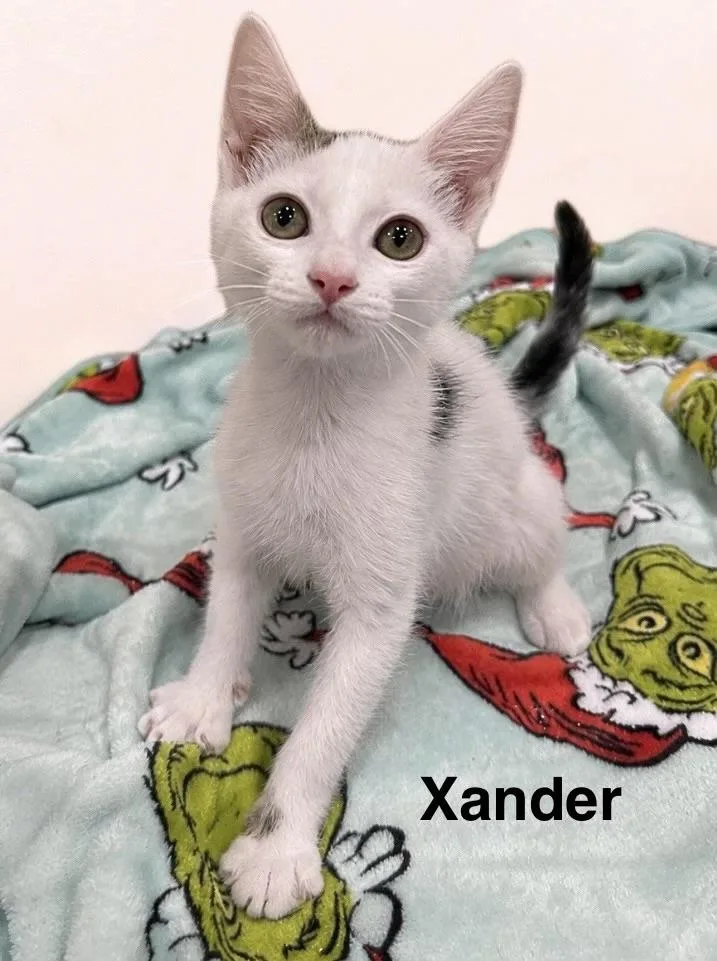 A baby medium-sized male White Domestic Short Hair cat named Xander for adoption in Oakley, CA