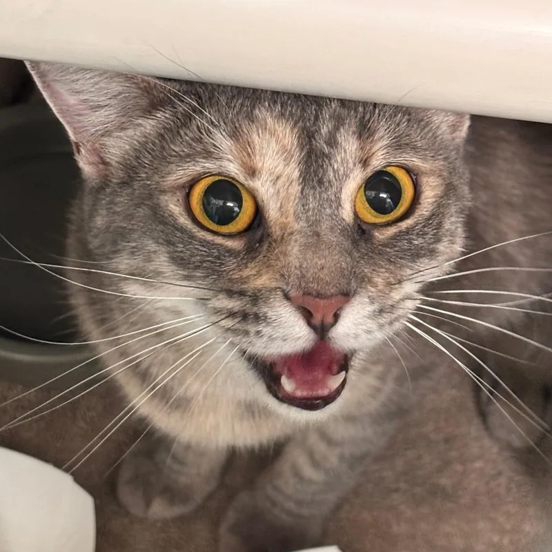 An adult medium-sized female Torbie Domestic Short Hair cat named Candied Pecan for adoption in Philadelphia, PA
