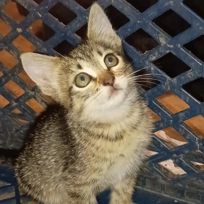 A baby small-sized female Gray / Blue / Silver Domestic Short Hair cat named Ally for adoption in Calimesa, CA