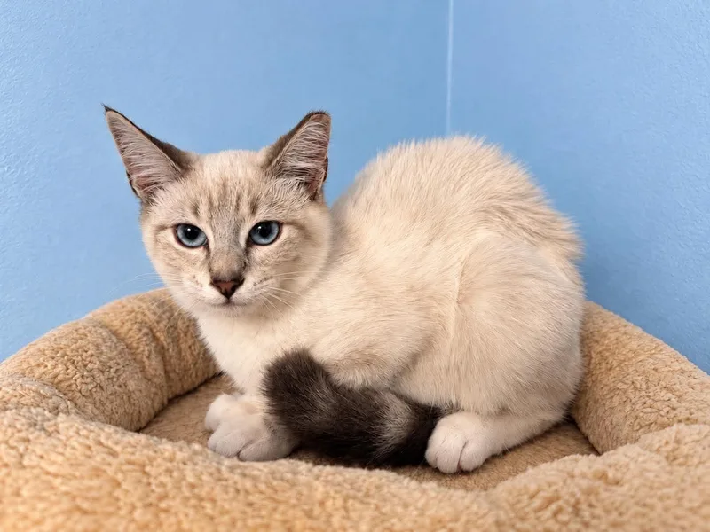 A baby medium-sized female Cream / Ivory Domestic Short Hair cat named Shasta for adoption in Sioux Falls, SD