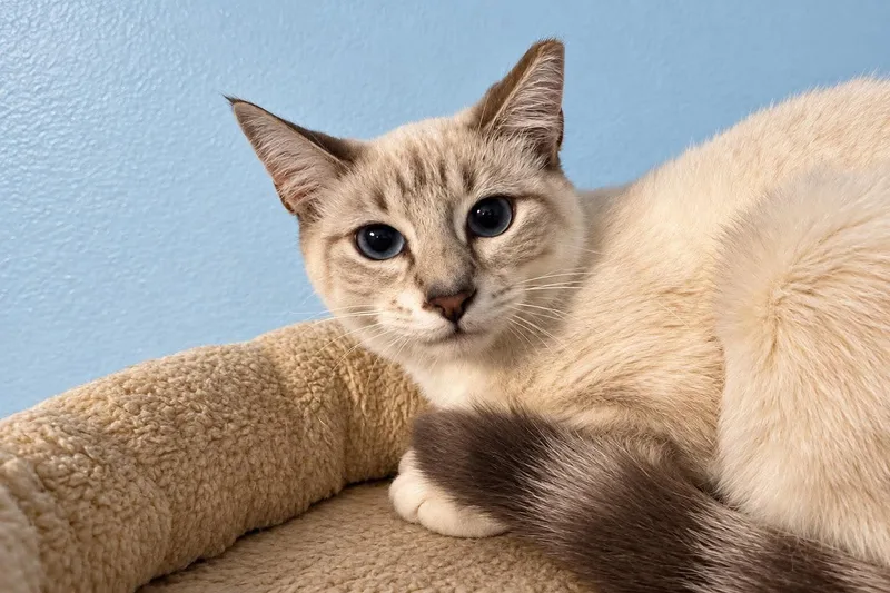 Shasta thumbnail 3
