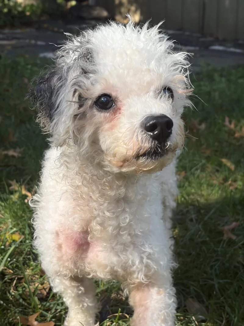 A senior small-sized male Gray / Blue / Silver Bichon Frise dog named Gideon for adoption in Rockville, MD