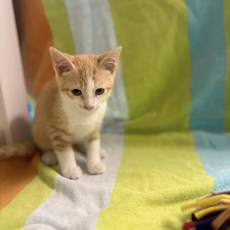 A baby small-sized male Orange / Red Domestic Short Hair cat named Will for adoption in Freeport, FL