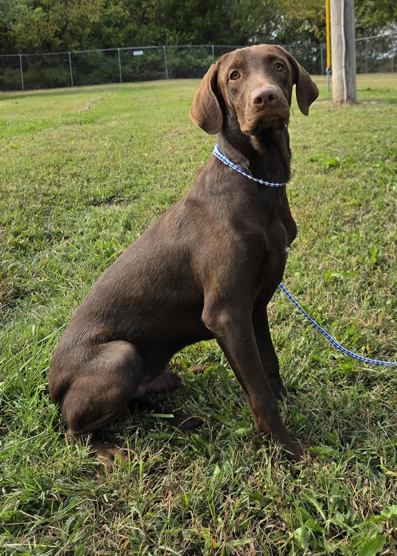 A young medium-sized male Brown / Chocolate Pointer dog named Archer for adoption in Parsons, KS