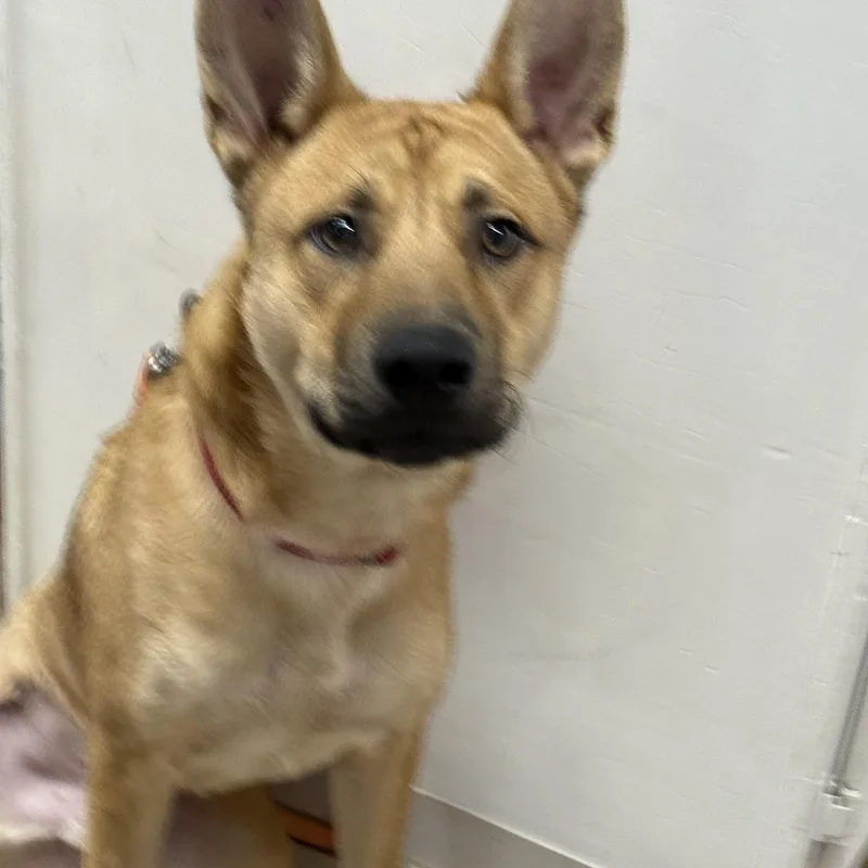An adult medium-sized male Red / Chestnut / Orange Shepherd dog named Stew for adoption in Baton Rouge, LA