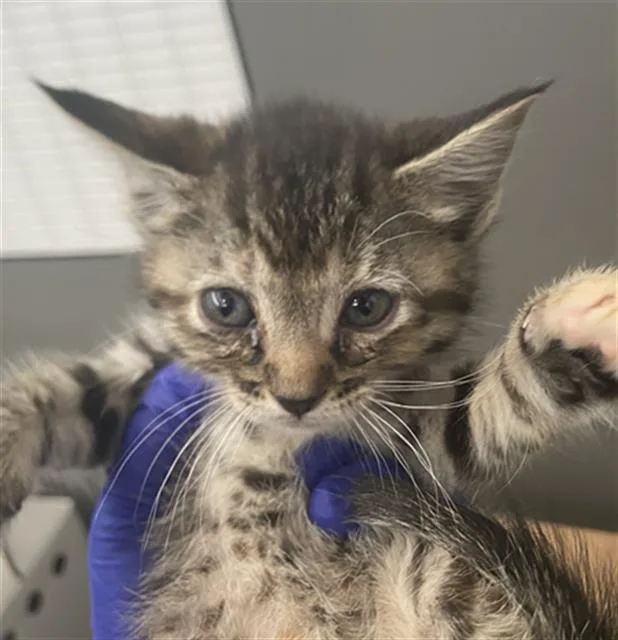 A young medium-sized female Domestic Short Hair cat named Minnie for adoption in Dallas, TX