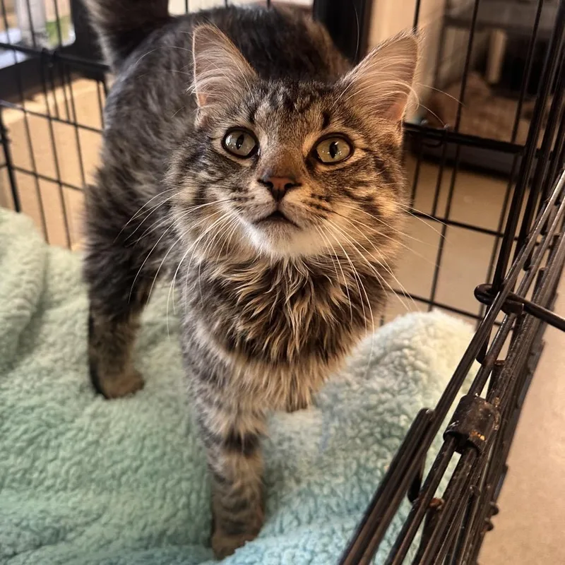 A young medium-sized male Brown / Chocolate Maine Coon cat named Poisson for adoption in Rocky Mount, VA