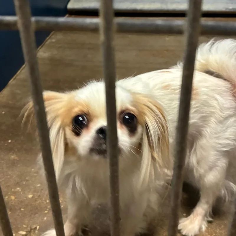 An adult small-sized female White / Cream Chihuahua dog named Sassie for adoption in Montgomery, AL