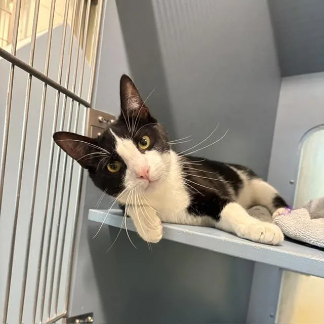 A young medium-sized male Domestic Short Hair cat named Max for adoption in Boston, MA