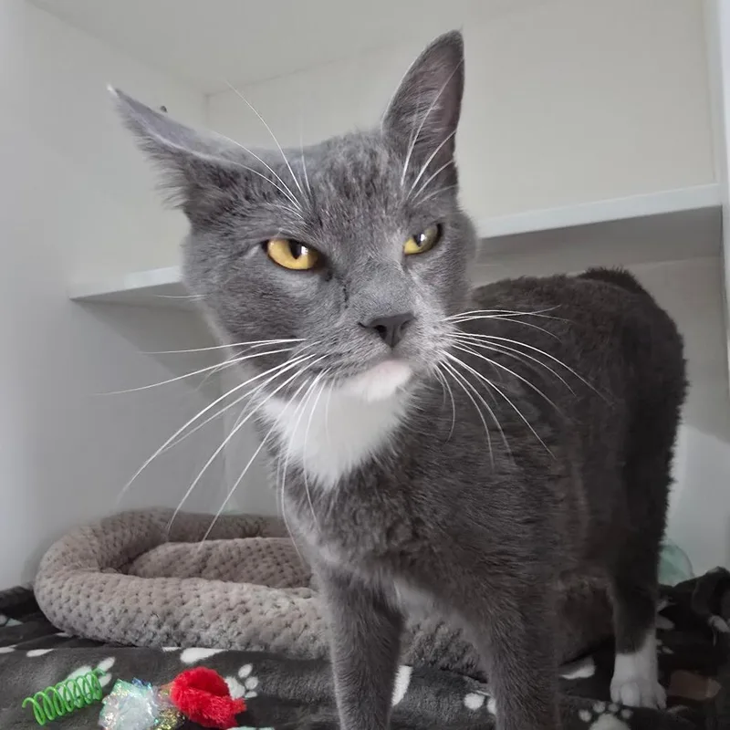 A young large-sized male Gray / Blue / Silver Domestic Short Hair cat named Tippy for adoption in Elizabeth City, NC