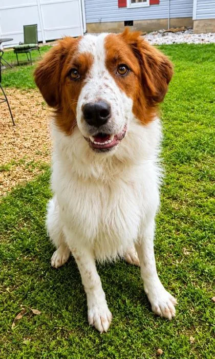An adult medium-sized female English Setter dog named Brittany for adoption in Dahlonega, GA
