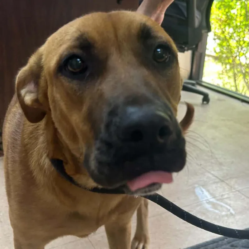 A young medium-sized female Red / Chestnut / Orange Mixed Breed dog named Rose for adoption in Tyler, TX