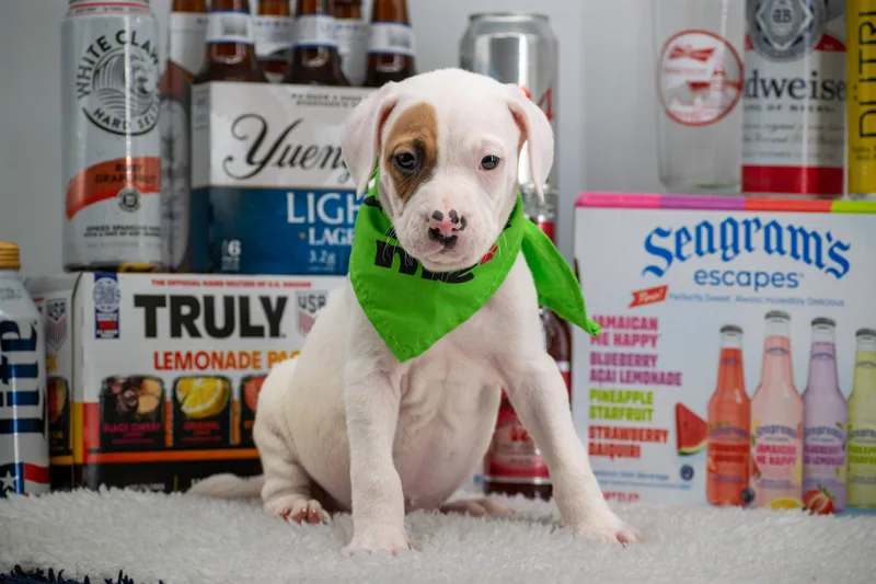 A baby small-sized male White / Cream Boxer dog named Yuengling for adoption in Sevierville, TN