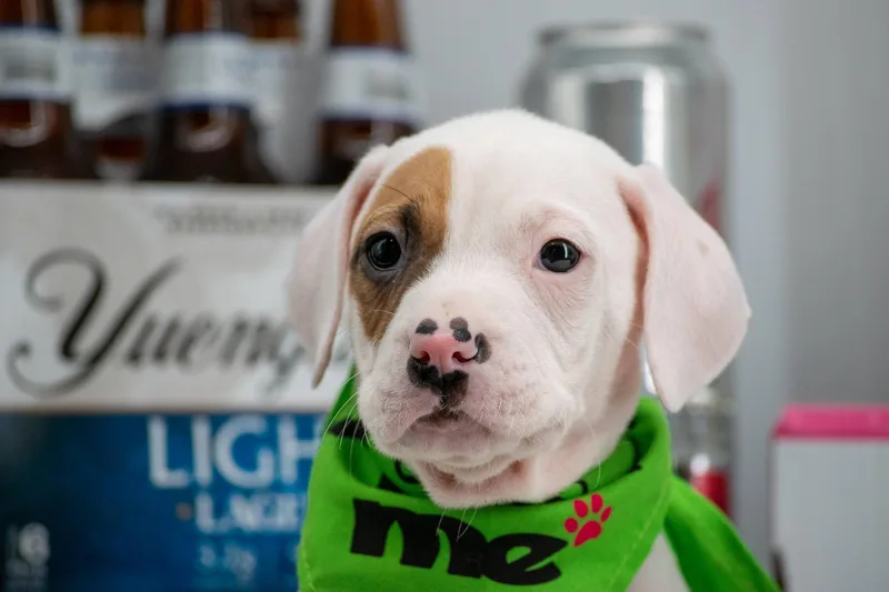 Yuengling thumbnail 2
