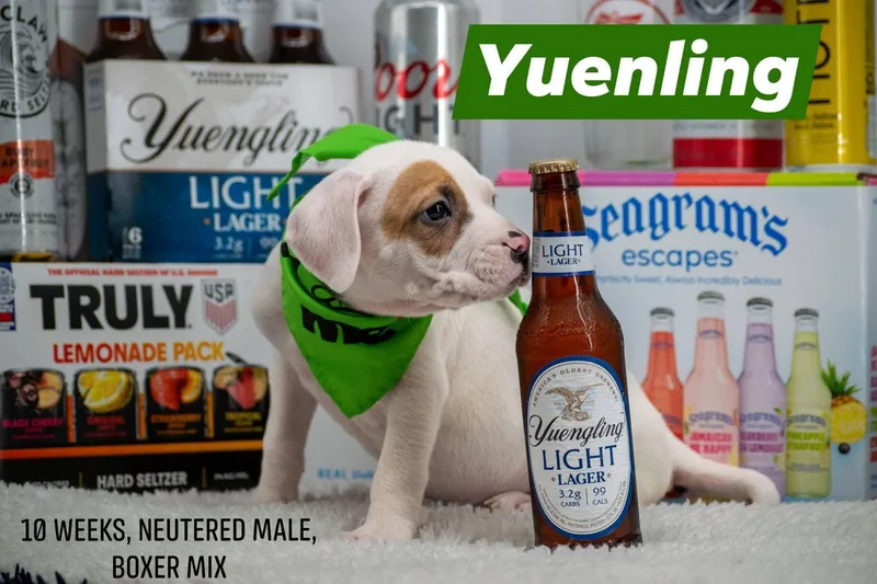 Yuengling thumbnail 4
