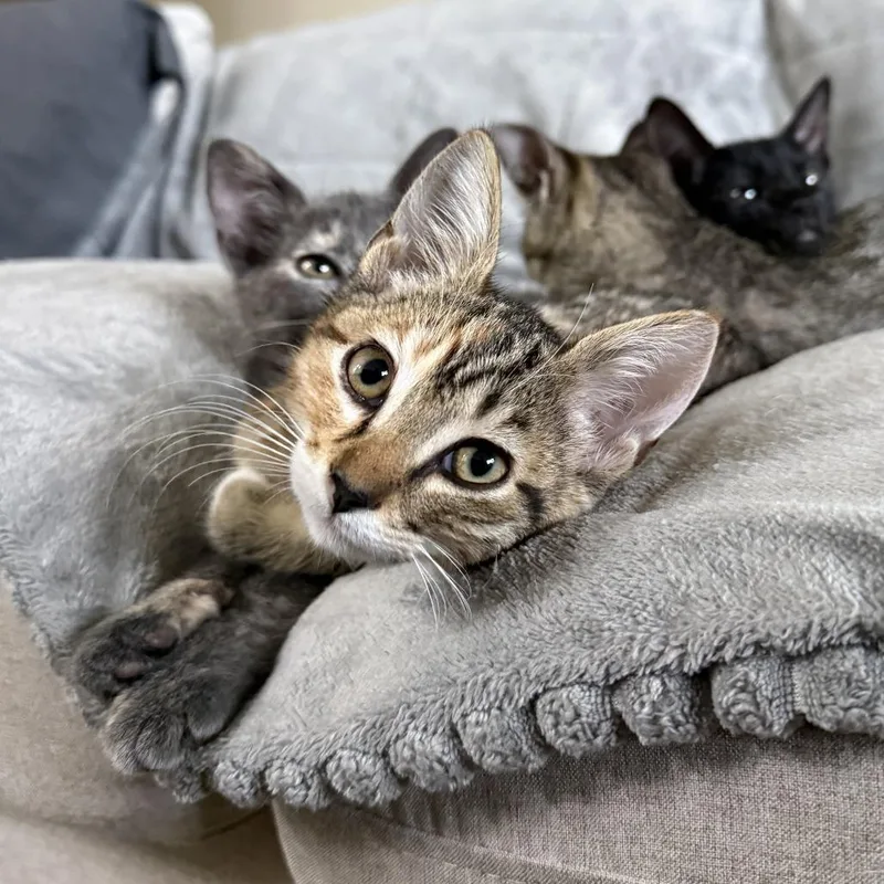 A baby small-sized female Domestic Short Hair cat named Pumpkin Spice White Russian for adoption in Redmond, WA