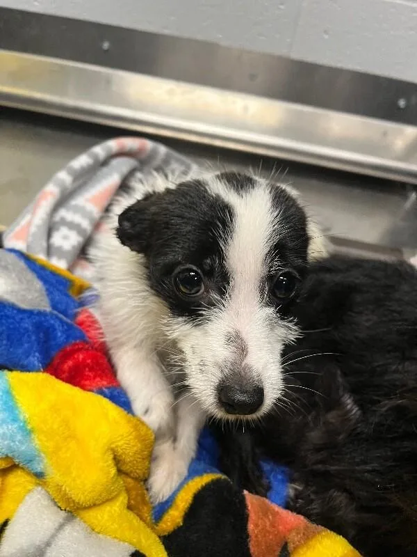 A young small-sized female White / Cream Chihuahua dog named Collette for adoption in Jackson, TN