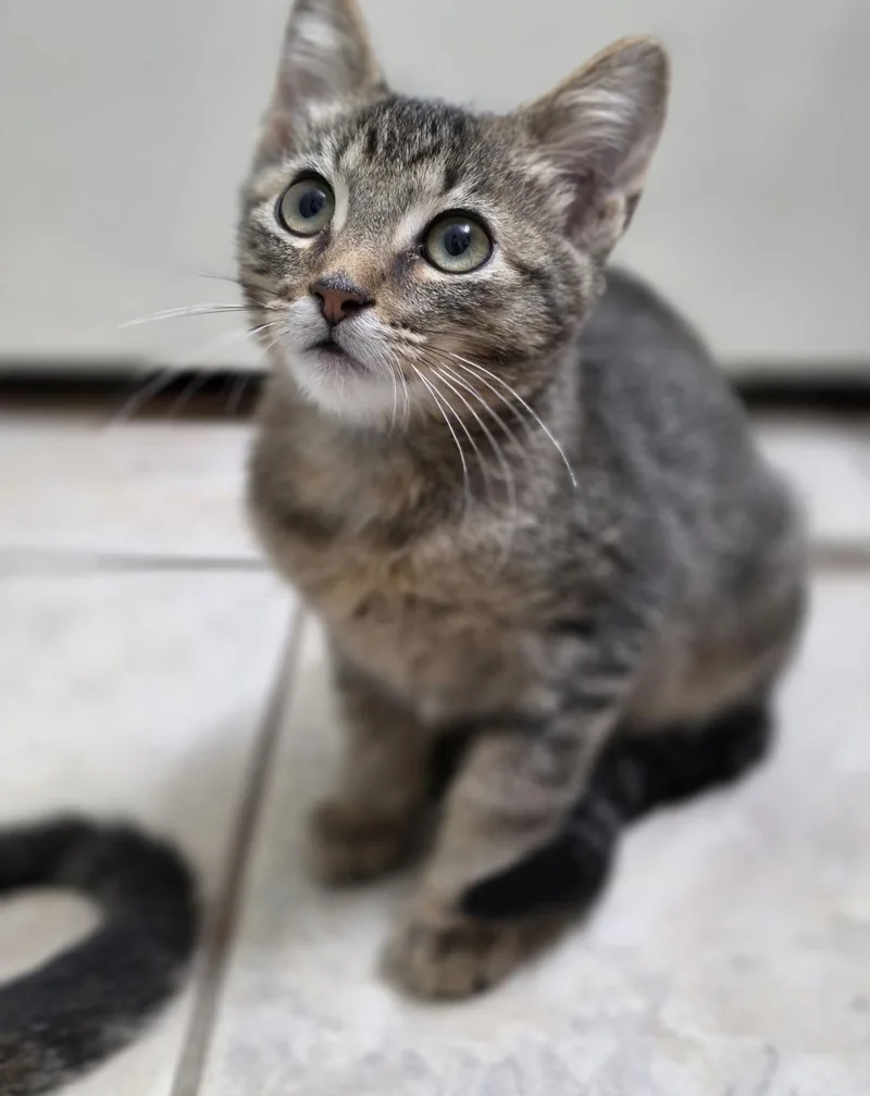 A baby small-sized male Domestic Short Hair cat named Woody for adoption in Lockport, IL