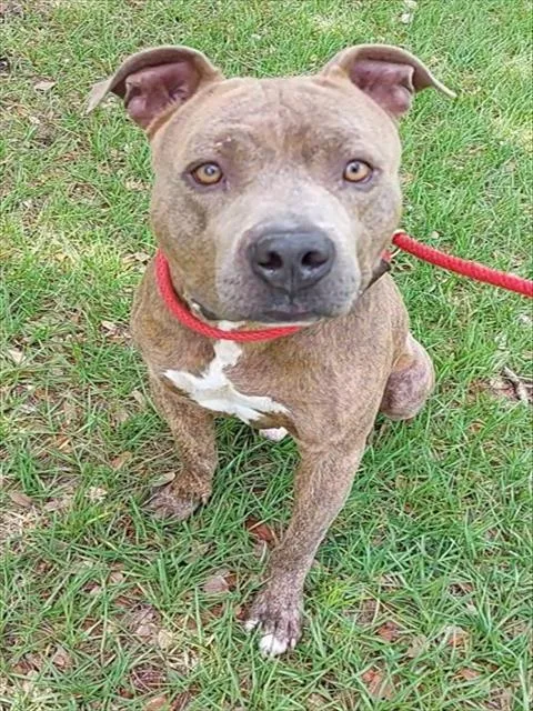 An adult large-sized male American Staffordshire Terrier dog named Three for adoption in Fort Lauderdale, FL