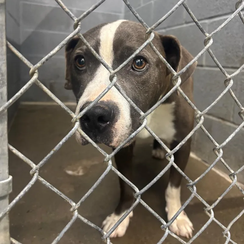 An adult small-sized male Gray / Blue / Silver Mixed Breed dog named Chex for adoption in Corbin, KY