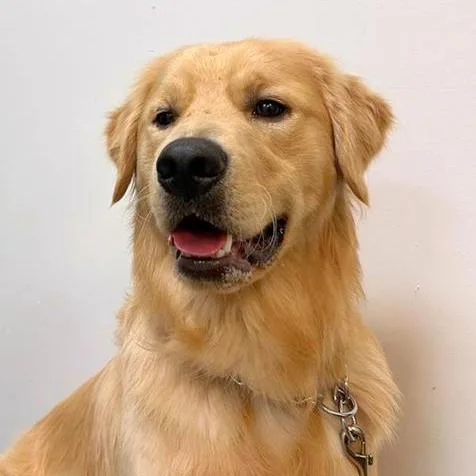 A young large-sized male Golden Retriever dog named Apollo for adoption in Woodinville, WA