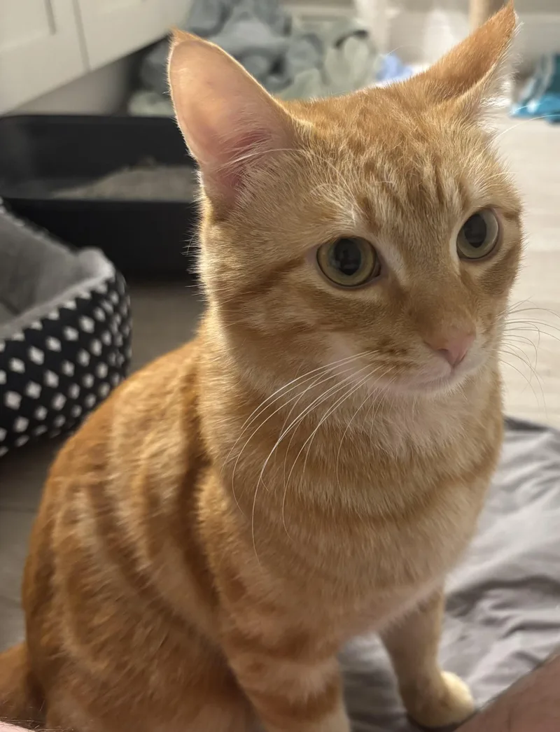A young medium-sized male Tabby (Orange / Red) Domestic Short Hair cat named Tony for adoption in Maitland, FL