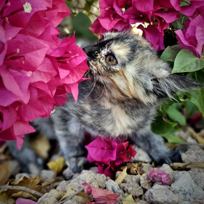 Truffles thumbnail 2