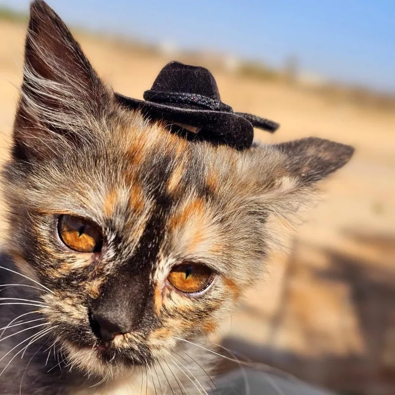 Truffles thumbnail 3